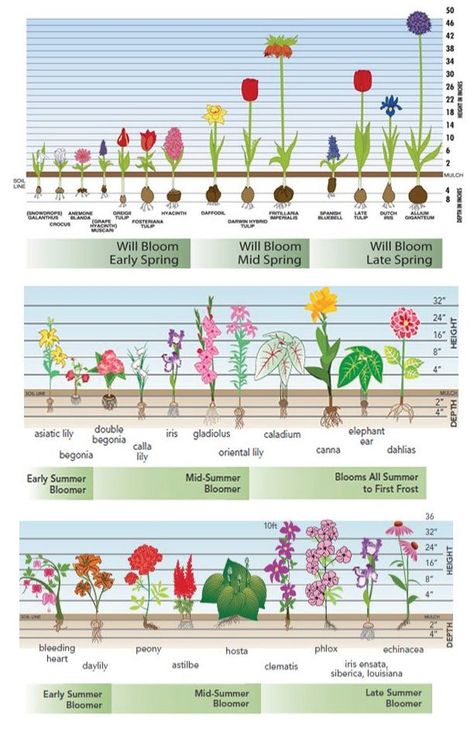 Plantarea Legumelor, Tanaman Air, Longfield Gardens, Garden Bulbs, Diy Gardening, Cut Flower Garden, The Secret Garden, Landscape Plans, Perennial Garden