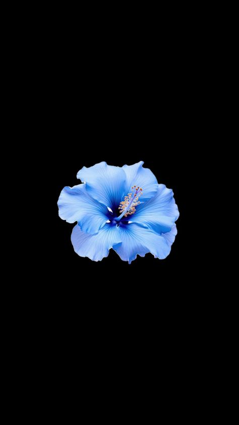 Flower Lockscreen, Black Flowers Wallpaper, Blue Flowers Background, Black And Blue Wallpaper, Flowers Black Background, Cute Home Screen Wallpaper, Blue Flower Wallpaper, Wallpaper Iphone Love, Cute Blue Wallpaper