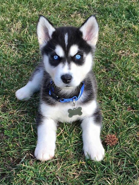 Lindinho 💕 Caine Husky, Puppy Husky, Cute Husky Puppies, Baby Huskies, Cute Husky, Siberian Husky Dog, Siberian Husky Puppies, Baby Animals Pictures, Husky Mix