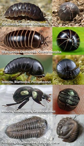 Exoskeleton Animals, Science Names, Bug Oc, Millipedes, Woodlice, Pill Bug, Cool Insects, Insect Collection, Cool Bugs