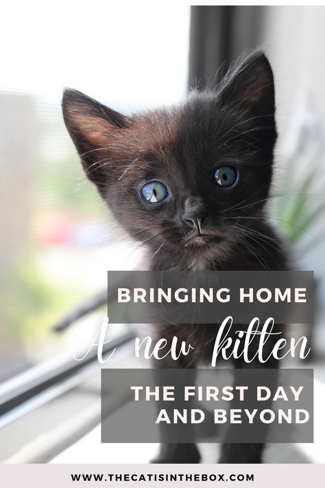 Bringing home a new kitten. Were five more delightful words ever strung together in the English language than those? If you’re reading this post, you’re probably planning to add a new kitten to your life. Follow these tips to get ready for the new arrival! Bringing A Kitten Home, Raising A Kitten, Raising A Kitten Tips, How To Raise A Kitten, Bringing Home A New Kitten, Kitten Home Ideas, New Kitten Essentials, Kitten Proofing Home, How To Take Care Of A Kitten