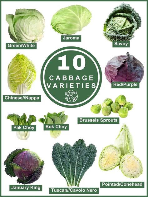 OUR ULTIMATE GUIDE TO CABBAGE: DISCOVER 10 CABBAGE VARIETIES Kale Avocado Salad, Cabbage Varieties, Sweet And Sour Cabbage, Raspberry Salad, Types Of Cabbage, Pork Salad, Apple Slaw, Asian Pork, Fermented Cabbage