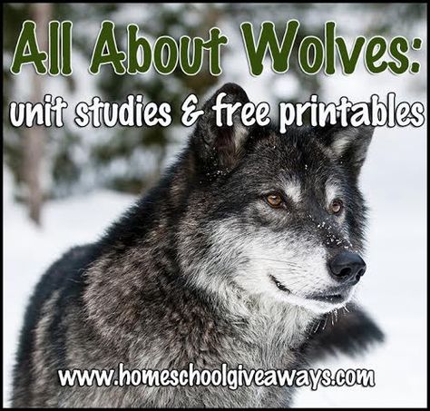 All About Wolves: Unit Studies and Free Printables | Homeschool Giveaways Wolf Party, Homeschool Units, Wolf Birthday, White Fang, Wolf Book, Lap Book, Homeschool Geography, Mom Ideas, Love Learning