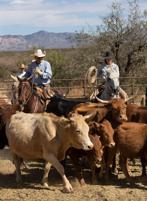 Tombstone Monument Ranch & Cattle Co — Arizona Dude Ranch Arizona Ranch, Cattle Ranch, Horseback Riding Vacations, Cowboy Town, Old West Town, Cattle Drive, Four Wheeling, Cattle Farming, Cattle Ranching