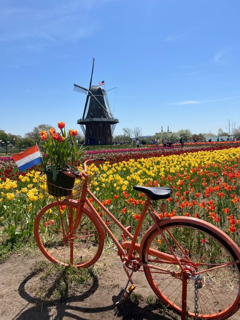 Tulip Field Amsterdam, Holland Tulip Festival, Amsterdam Tulip Festival, Dutch Culture Aesthetic, Tulip Festival Amsterdam, Holland Tulip Fields, Netherlands Culture, Tulip Holland, Garden Of Tulips