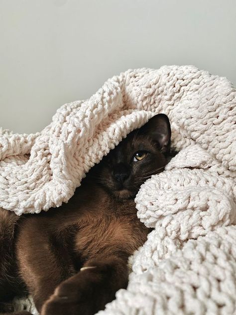 Cute Cat In Blanket, Cat In Blanket, Burmese Kittens, Cat Tattoo Simple, Burmese Cat, Cat Blanket, Cat Breed, Animal Room, Knitted Blanket