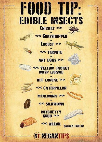 Edible Insects, Survival Items, Survival Skills Life Hacks, Emergency Preparedness Kit, Survival Supplies, Survival Life Hacks, Apocalypse Survival, Survival Techniques, Zombie Survival