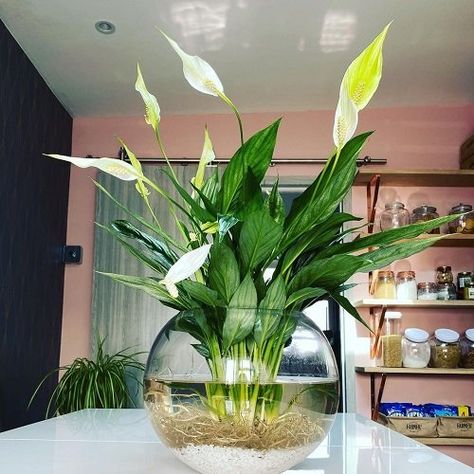 Plants On Water, Plants In Clear Pots, Clear Plant Pot, Flowers That Grow In Water, Hydroponic House Plants Ideas, Pothos In Water Vase, Plants That Live In Water, How To Grow Peace Lily In Water, Peace Lilly In Water