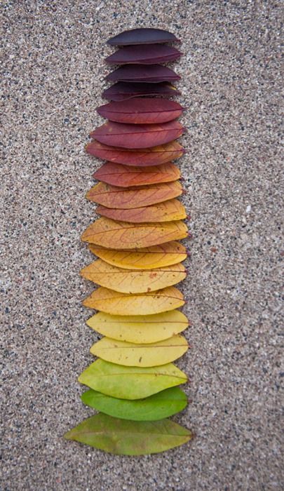 Things Organized Neatly, Ephemeral Art, Andy Goldsworthy, Collection Ideas, Nature Crafts, Natural Forms, Colorful Leaves, Leaf Art, Environmental Art