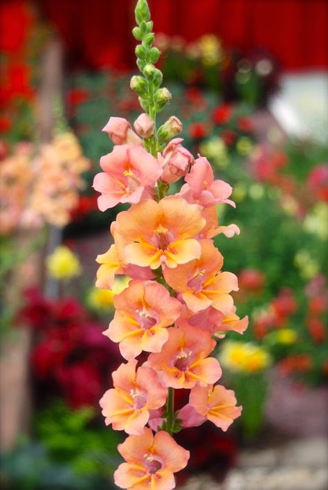 Full Sun Annuals, Full Sun Flowers, Snapdragon Flowers, Flower Farm, Beautiful Blooms, Flower Seeds, Outdoor Plants, Dream Garden, Garden Planning