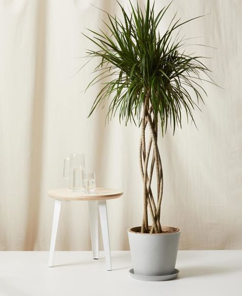 What Direction Should You Face a Dracaena Marginata? - Tutuhut Best Indoor Trees, Madagascar Dragon Tree, Dracaena Marginata, Bamboo Palm, Tree Stem, Large Indoor Plants, Indoor Tree, Dragon Tree, Ficus Elastica