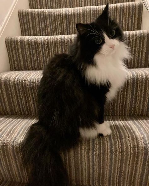 Longhair Tuxedo Cat, Super Fluffy Cat, Black And White Ragdoll Cat, Tuxedo Cats Aesthetic, Long Hair Tuxedo Cat, Cute Tuxedo Cats, Long Haired Tuxedo Cat, Fluffy Tuxedo Cat, Black And White Fluffy Cat