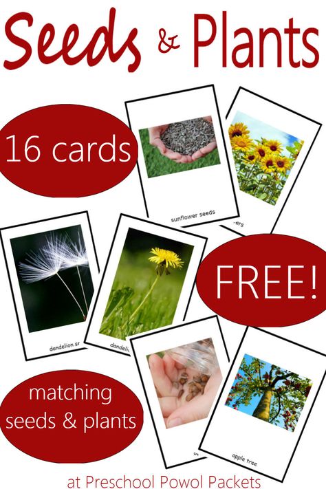 Fun game with awesome seed and plant matching cards! Which seeds grow into which plants? Perfect for preschoolers and older kids! Seeds Activities, Seeds Preschool, Plant Lessons, Garden Unit, Preschool Garden, Plants Unit, Plant Activities, The Tiny Seed, Plant Study