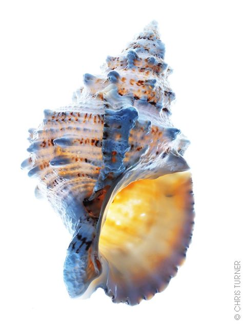 Shells | Conchas - #Shells Blue Seashells, Creature Marine, Shells And Sand, Ocean Treasures, She Sells Seashells, Shell Beach, Ocean Creatures, Shell Art, Sealife