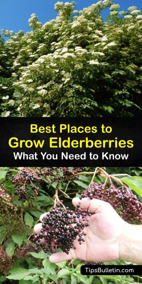 Sambucus Canadensis, Elderberry Growing, Backyard Planting, Elderberry Shrub, Elderberry Tree, Elderberry Plant, Elderberry Bush, Food Forest Garden, Sambucus Nigra