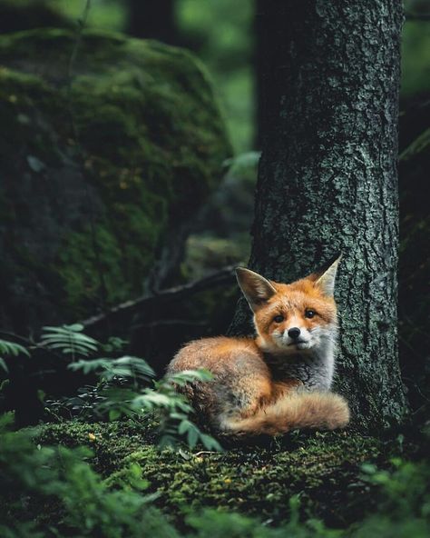 Forest Fox Aesthetic, Wild Animals In Forest, Fox Photos Photography, Animal Nature Aesthetic, Fuchs Aesthetic, Beautiful Animals Photography Wildlife, Wilderness Pictures, Delta Aesthetic, Forest Pretty