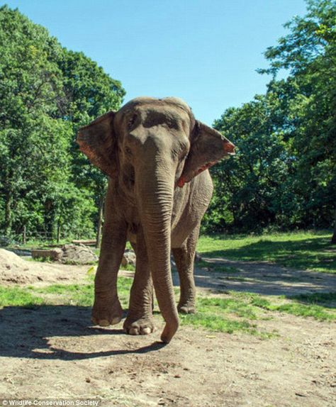 ** At the end of this very sad article, there are two links to petitions -- PLEASE SIGN THEM!!! Thank you!!! ** Happy, The Loneliest Elephant Who Has Lived in Captivity for 35 Years Elephant Habitat, Bronx Zoo, Parenting Organization, Nyc Summer, Elephant Sanctuary, Big Animals, Wildlife Conservation, An Elephant, San Andreas