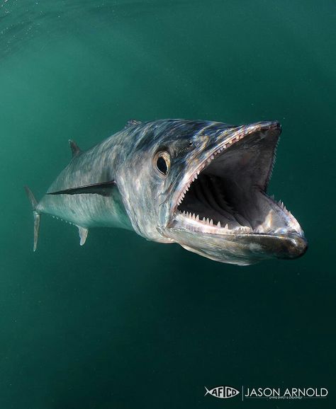 Kingfish King Mackerel, Fauna Marina, Fishing Photography, Salt Water Fishing, Salt Water Fish, Underwater Fish, Offshore Fishing, Deep Sea Fishing, Catching Fish