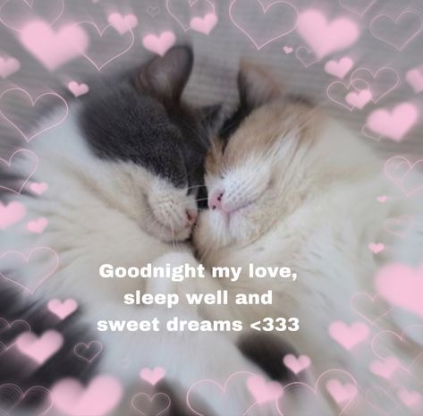 Good Night Cat Pics, Goodnight I Love You Cute Images, Cute Messages Goodnight, Good Night Meme Cute Cat, Wholesome Pictures Goodnight, Cat Cute Message, Goodnight Cat Cute, Goodnight Cute Meme, Goodnight Wholesome Pic