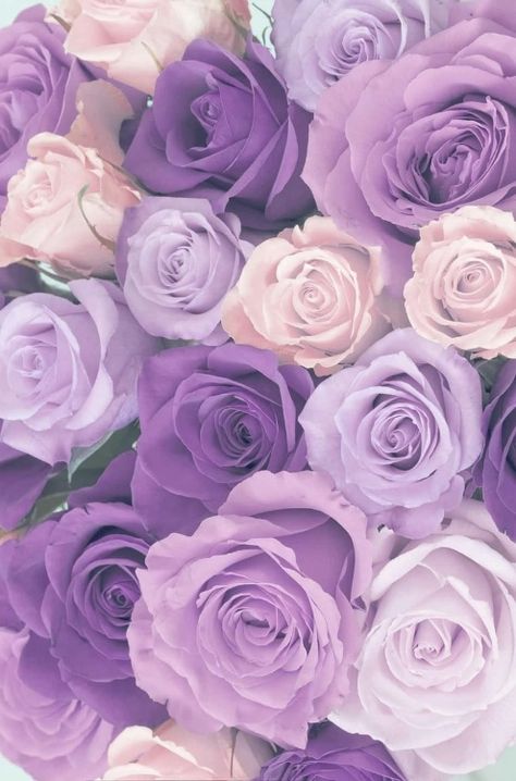 Lilac Roses Aesthetic, Light Purple Aesthetic Pictures, Lavender Aesthetic Color, Purple Rose Aesthetic, Purple Roses Aesthetic, Iphone Wallpaper Purple Flower, Light Purple Wallpaper, Purple Aesthetic Background, Blue Flower Wallpaper