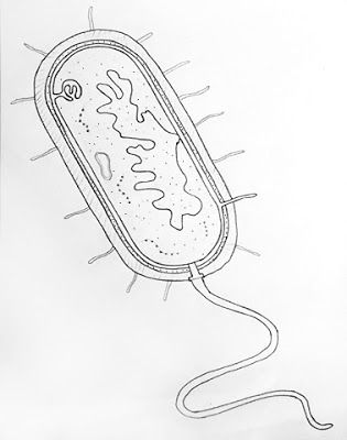 DRAW IT NEAT : How to draw Bacteria Biology Easy Drawings, Bacterial Cell Drawing, Bacteria Cell, Bacteria Drawing, Bacteria Cell Drawing, How To Draw Biology Diagrams, Bacteria Art Microbiology, Biology Drawing, Biology Diagrams