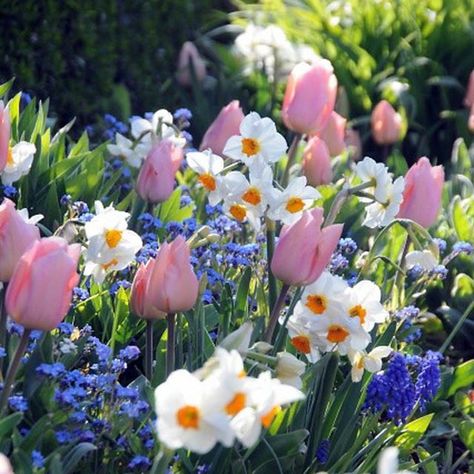 Have Inspiration, Spring Bulbs, Spring Beauty, Beltane, Pink Tulips, Spring Is Here, The Grass, Beautiful Blooms, Spring Garden