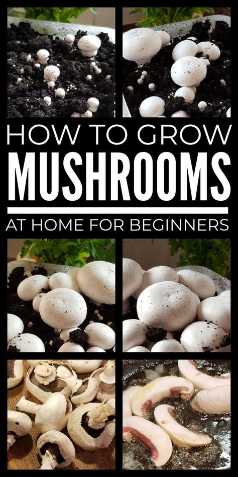 How To Build A Mushroom Grow Room, Regrow Mushrooms, How To Grow Mushrooms At Home, Mushroom Farming At Home, Apartment Farming, Farming Mushrooms, Growing Truffles, Growing Morel Mushrooms, Growing Mushrooms Indoors