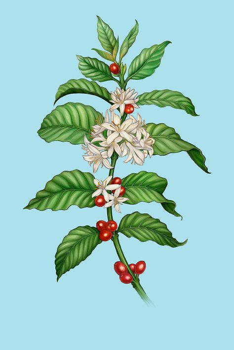 Coffee Branch Illustration, Coffee Plant Drawing, Coffee Plant Illustration, Coffee Bean Plant, Coffee Plant Tattoo, Coffee Bean Tree, Coffee Image, Peppermint Coffee, Coffee Plants