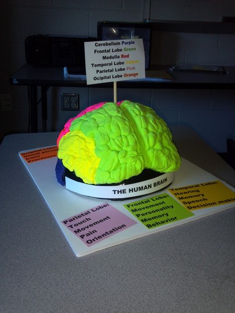 brain project Brain Science Fair Projects, Make A Brain Model, Human Brain Model Project, 3d Nervous System Project, Build A Brain Project, Brain Science Project, 3d Anatomy Project, 3d Brain Project Ideas, Nervous System Model Project