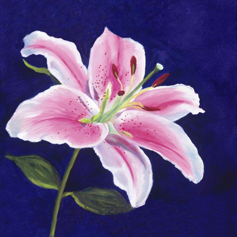 Lily Images, Lilies Drawing, Watercolor Tattoo Flower, Lilly Flower, Lily Painting, Stargazer Lily, Pastel Pencils, Painting Gallery, Flash Art