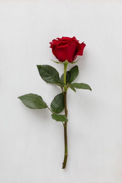 Single Rose Photography, One Rose Aesthetic, Love Flowers Romance, Rose Flowers Images, Rose Flowers Aesthetic, Rose White Background, Red Rose Photography, Rose Flower Photography, Rose Flower Photo