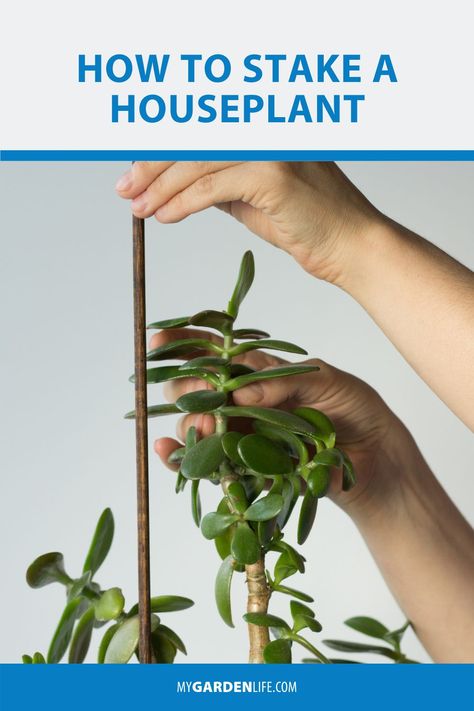 Staking Houseplants, Indoor Plant Stakes Diy, Plant Stakes Diy Sticks, Diy Plant Stakes For Vines, House Plants Indoor Air Purifying, Monstera Staking, How To Stake Monstera Plant, Plant Support Stakes, Houseplant Collection