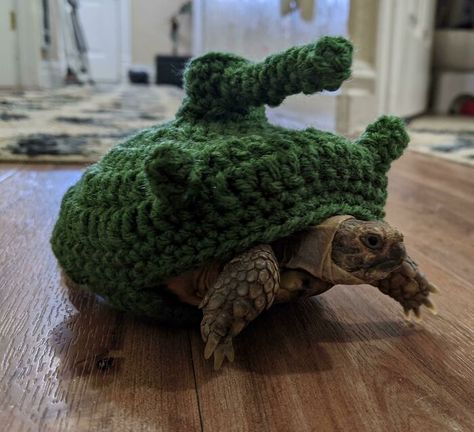 Turtle Sweaters, Tortoise Habitat, Baby Tortoise, Baby Sea Turtles, Tank Sweater, Pet Turtle, Box Turtle, Turtle Tank, Tortoise Turtle