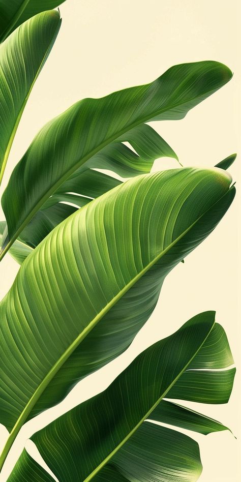 Retro Plant Aesthetic, Plantes Aesthetics, Green Asthetics Wallpaper, Green Plant Aesthetic, Brazilian Jungle, Pretty Green Background, Aesthetic Plant Wallpaper, Strelitzia Plant, Green Wallpaper Iphone