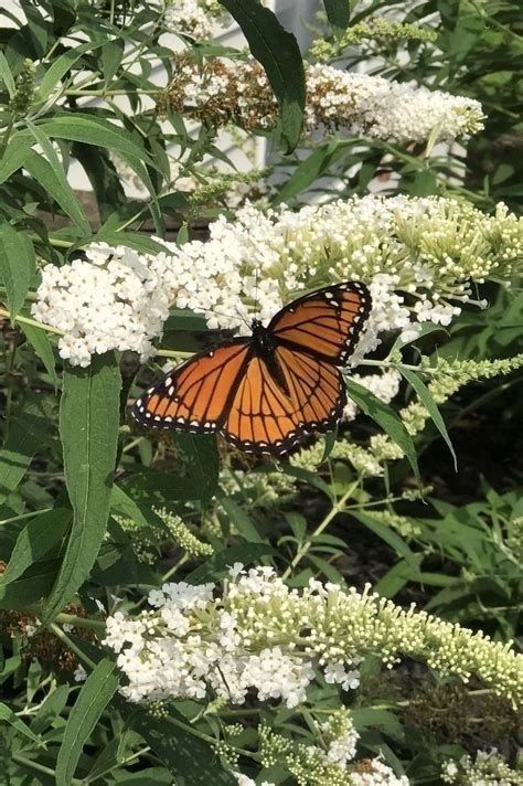 Monarch Butterfly Wallpaper Aesthetic, Butterfly Garden Pictures, Monarch Butterfly Wallpaper, Forest Butterfly, Love Butterflies, Butterfly Wallpaper Iphone, Orange Butterfly, Butterfly Pictures, Butterfly Baby