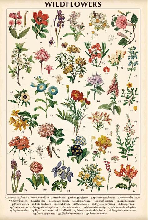 Vintage Wildflowers Poster Botanical Wall Art Prints Colorful Rustic Style of Floral Wall Hanging Illustrative Reference Flower Chart Poster for Living Room Office Bedroom Decor Frame 15.7 x 23.6 Inch Reference Flower, Office Bedroom Decor, Colorful Rustic, Flower Chart, Floral Wall Hanging, Prints Colorful, Poster For Living Room, Deco Retro, Vintage Botanical Prints