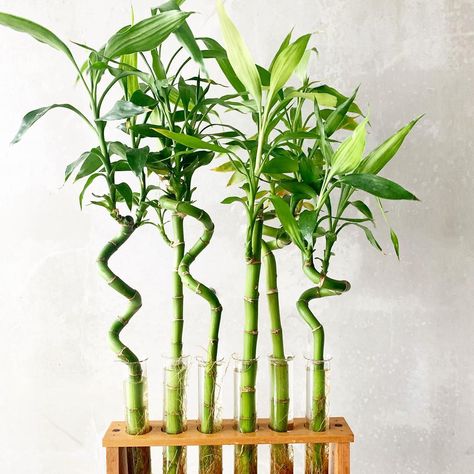 Lucky bamboo is a charming little houseplant that's easy to grow and maintain. Learn more about this plant that's not even really bamboo! Bambu Air, Bamboo Plant Indoor, Bamboo Growing, Rental Makeover, Dracaena Sanderiana, Low Maintenance Indoor Plants, Peacock Plant, Lucky Bamboo Plants, Plant Friends