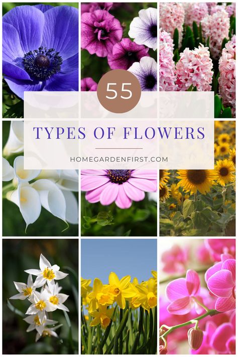 Here is a comprehensive collection of stunning flower types. It features captivating images and informative descriptions of different types of flowers, ranging from classic roses and elegant lilies to exotic orchids and cheerful sunflowers. Whether you're a gardening enthusiast, a flower lover, or simply appreciate the beauty of nature, this pin is a visual treat that will inspire you with the diverse world of flowers. Flower Species Chart, List Of Flowers Names, Names Of Flowers With Pictures, Types Of Flowers And Meanings, Flower Types Chart, All Types Of Flowers, Names Of Flowers, Type Of Flowers, Flowers Types