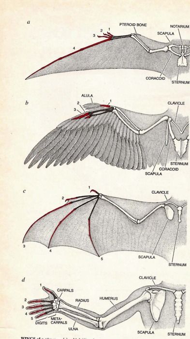 Different Types Of Wings, Wing Anatomy, Types Of Wings, Wings Drawing, Bird Wings, Scientific Illustration, Anatomy Drawing, Anatomy Reference, Anatomy Art