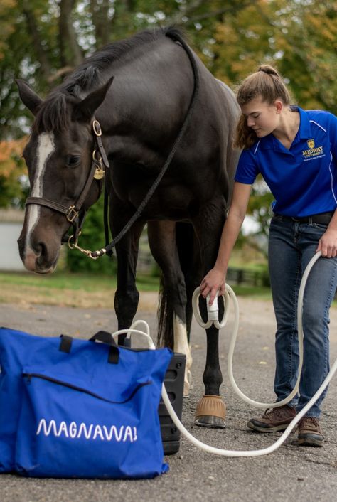 Working Student, Dressage Videos, Large Animal Vet, Equine Veterinarian, Animal Vet, College Job, Equestrian Center, Calm Waters, Pet Vet