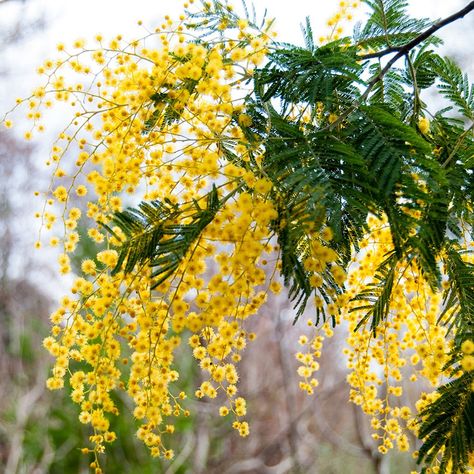 Buy mimosa Acacia dealbata: Delivery by Waitrose Garden in association with Crocus Acacia Dealbata, Conservatory Plants, Mimosa Tree, Mimosa Flower, Acacia Tree, Australian Native Flowers, Australian Plants, Tree Pruning, Garden Compost