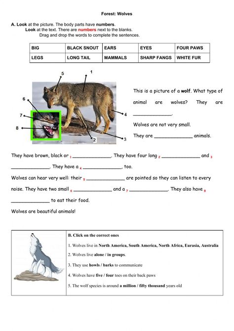 Project: Forest, Wolves worksheet A Wolf Called Wander Activities, Regular And Irregular Verbs, Activity Sheets For Kids, Learning Printables, Science Worksheets, Nature Study, Activity Sheets, School Subjects, Science Lessons