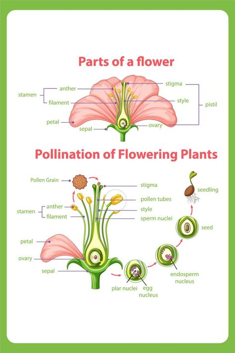 Pollination, Flowers, Nature, gardening tips, gardening, gardening tools, gardening life, garden, garden design, flower power, yardener Diagram Of A Flower, Parts Of Flower, Biology Class 12, Flower Science, Plants Vector, Creative Book Cover Designs, Plants Illustration, Creative Book Covers, Study Flashcards