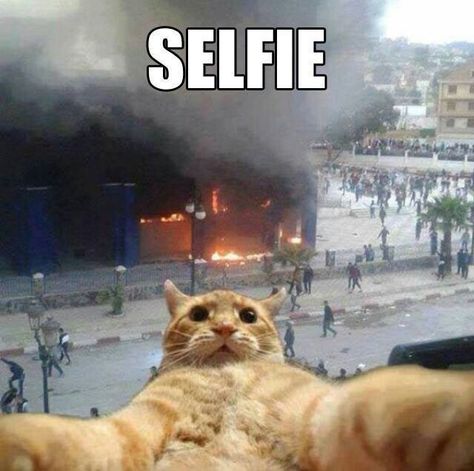 Jax's selfie Humor Animal, Funny Ads, Cat Selfie, Funny Bunny, Meme Gato, صور مضحكة, Wild Things, E Card, Crazy Cat