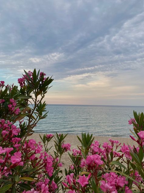 #summer #seaside #view Flowers By The Beach, Beach With Flowers, Seaside Flowers, Spring Ocean, Seaside Aesthetic, Beach Sunset Photography, Ocean Aesthetic, Sea Side, Spring Aesthetic