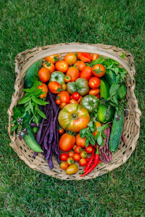 Grow Your Vitamins - 20 Most Nutrient Dense Veggies to Grow in Your Garden Vegetable Harvest Basket, Harvest Basket Ideas, Dream Garden Vegetable, Sprout Marketing, Veggies To Grow, Ceramics Sculptures, Farm Hacks, Vegetable Scraps, Vegetable Harvest