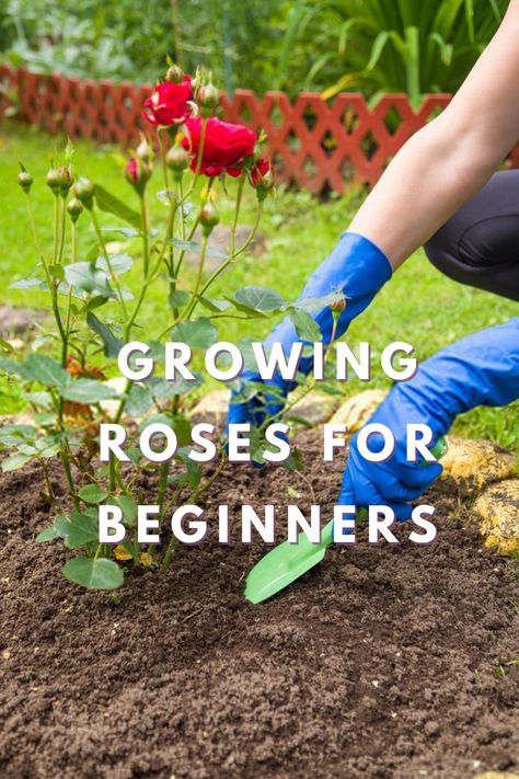 Growing Roses For Beginners Planting A Rose Bush, How To Plant A Rose Bush, Rose Gardening, Rose Gardening Tips, How To Grow Rose Bushes, How To Plant Roses Bushes, Planting A Rose Garden, Rose Planting Ideas, Rose Bush Ideas