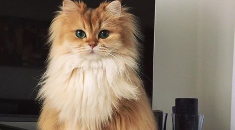 british longhair Gatto Carino, Cute Cat Breeds, Cute Little Kittens, Beautiful Cat Breeds, Most Beautiful Cat Breeds, Fluffy Cat, Cat Aesthetic, Cute Cats And Kittens