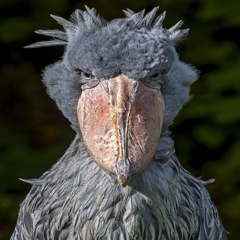 17 Birds That Look Like They Are Completely Made Up But Are Actually 100% Real Shoebill Bird, Shoebill Stork, Dinosaur Facts, Tattoo Nature, Animals Tattoo, Tattoo Animal, Wallpaper Nature, Bird Wallpaper, Prehistoric Creatures