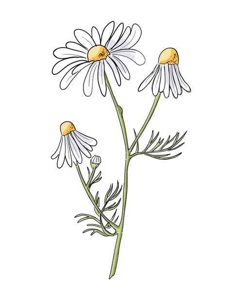 Daisies Drawing Simple, Chamomile Drawing, Customizing Shoes, Daisy Flower Art, Daisy Flower Drawing, Botanical Mandala, Daisy Illustration, Daisy Drawing, Flower Drawing Tutorials